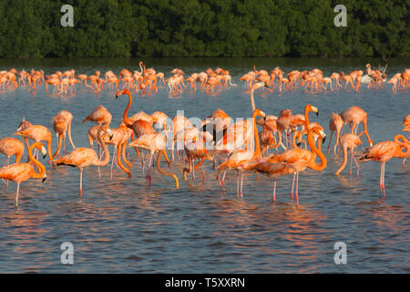 American flamants roses (Phoenicopterus ruber), la réserve de la biosphère de Celestún, Celestún, Yucatán, Mexique Banque D'Images