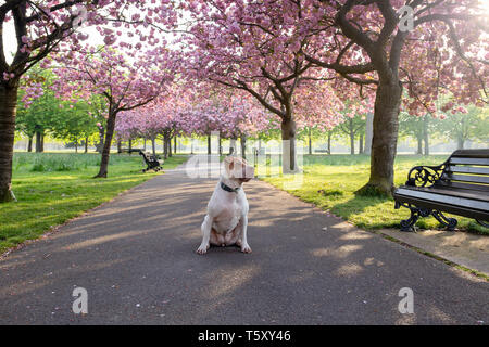 Chien Staffordshire terrier assis sur un chemin avec fleur de cerisier fleur arbre. Banque D'Images