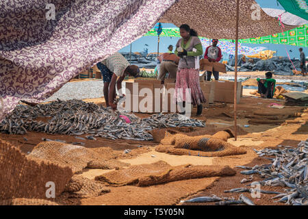 Dans la chaleur de l'après-midi des hommes et les femmes à se préparer pour le marché du poisson séché sur Negombo beach à l'ouest de Sri Lanka. Travailler dans des températures dans le Banque D'Images