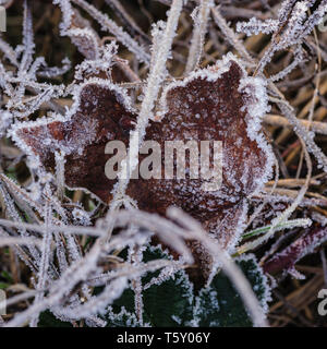 Macro image d'une feuille d'érable en herbe desséchée couverte de cristaux de glace peu de matin givre révèle riche texture Banque D'Images