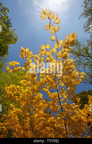 L'Érable palmé (Acer palmatum Katsura) avec le feuillage jaune, au début du printemps (Allier - Auvergne - France). Jardin. Banque D'Images