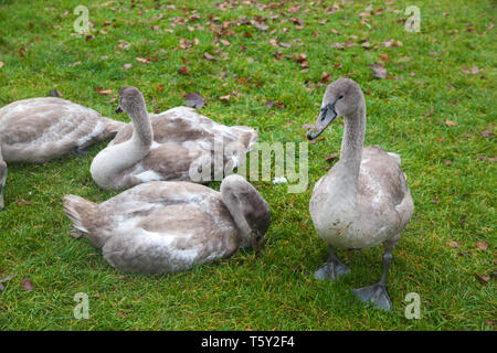 Un groupe de quatre cygnes gris portant sur une herbe Banque D'Images