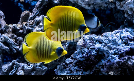 Poisson sous l'eau jaune vif sur fond de corail en mer Rouge. Tang, Zebrasoma Flavescens jaune. Banque D'Images