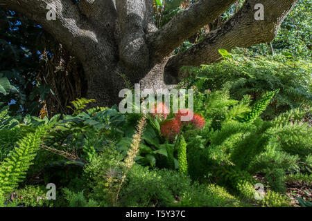 Vieil arbre, fougères et boule de Lily (Scadoxus multiflorus), Kirtenbosch Gardens, péninsule du Cap, Afrique du Sud, 2018 Banque D'Images