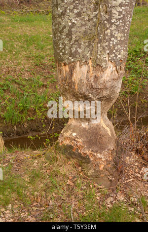 Gravement endommagé en raison de l'arbre endommagé, manger des castors et arbre rongé par le castor a également appelé castoridae en Bavière Banque D'Images