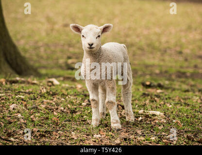 Jeune Mouton debout dans un champ qui pose pour la caméra dans un champ Derbyshire, Angleterre, Royaume-Uni Banque D'Images