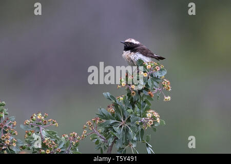 Chypre Traquet motteux (Oenanthe cypriaca) Banque D'Images