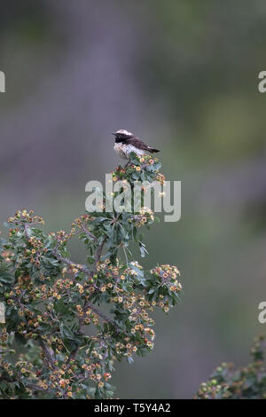 Chypre Traquet motteux (Oenanthe cypriaca) Banque D'Images