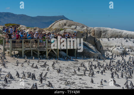 Les touristes et les pingouins africains (Spheniscus demersus), la plage de Boulders, Simon's Town, péninsule du Cap, Afrique du Sud. Banque D'Images