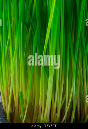 Close up of micro pousses vertes, l'agropyre, superfood concept Banque D'Images