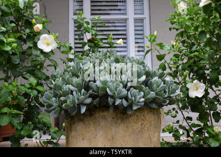 Les plantes dans le jardin avant, Newtown, Sydney, Australie Banque D'Images