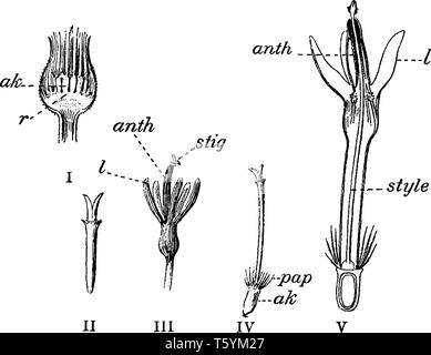 Une image décrivant les différentes parties d'un bleuet, vintage dessin ou gravure illustration. Illustration de Vecteur