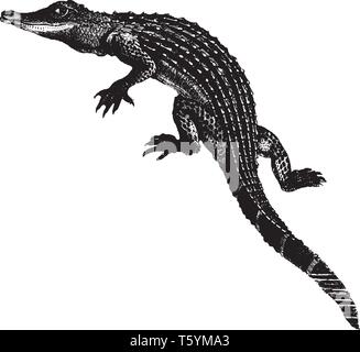 Alligator est une espèce de crocodiliens de la famille des Alligatoridae Alligator du vintage, dessin ou gravure illustration. Illustration de Vecteur