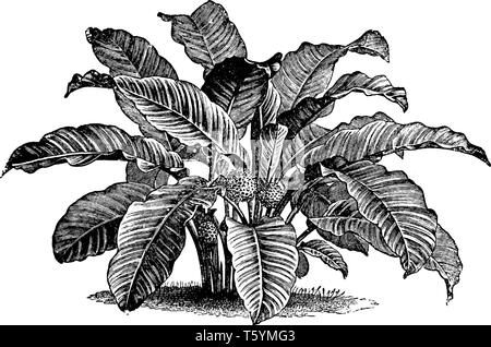 C'est photo de Calathea Zebrina. C'est une plante à feuilles persistantes. Il a velouté de feuilles vert clair, vintage dessin ou gravure illustration. Illustration de Vecteur