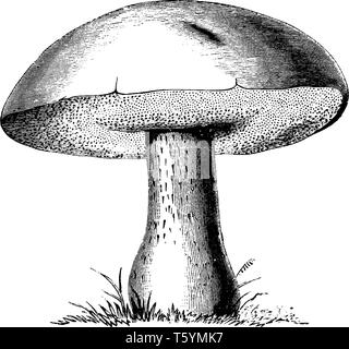 La Politique Commune de cèpes champignon se développe dans les forêts décidues et doniferous et plantations, vintage dessin ou gravure illustration. Illustration de Vecteur