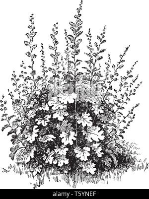 Bocconia Cordata est une espèce de plante. Il est doté d'un feuillage, vintage dessin ou gravure illustration. Illustration de Vecteur