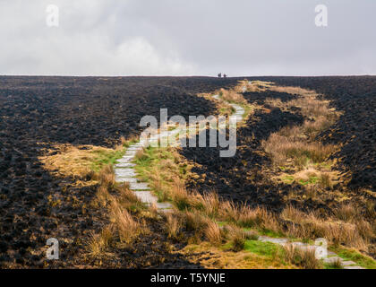 Un chemin de randonnée traverse un paysage qui a été une fois wild heather et est maintenant ash après les feux se propagent à travers le pays. Banque D'Images