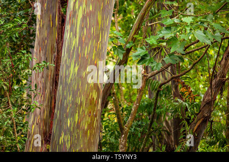 Eucalyptus arc-en-ciel, Maui, États-Unis Banque D'Images