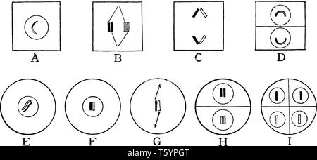 Il s'agit de la phase de la mitose, la reproduction des végétaux est simplifiée, et l'étendue de la méthode complète pour l'élevage de chromoso paternelle et maternelle Illustration de Vecteur