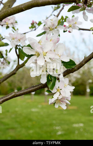 Grappe de fleurs de printemps blanc et vert feuilles sur un pommier rouge Falstaff - copy space Banque D'Images