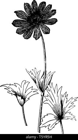 Une photo montre une direction générale et de fleurs Anemone Fulgens plante. Les fleurs de l'Anemone fulgens a deux pouces de large et vivre avec un st noir écarlate Illustration de Vecteur