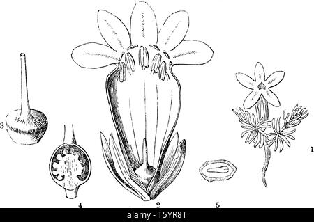 Cette photo montrant une fleur. C'est une moitié de fleur. Dans cette image montre une partie intérieure de feuilles, fleurs, tampon et de l'anthère, semences vintage line led Illustration de Vecteur