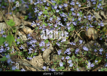 Glechoma hederacea,rez-ivy printemps fleurs sauvages macro Banque D'Images