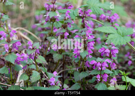 Lamium maculatum spotted dead-macro fleurs d'ortie Banque D'Images