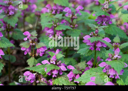 Lamium maculatum spotted dead-macro fleurs d'ortie Banque D'Images