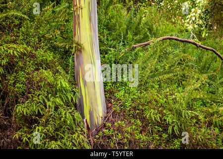 Eucalyptus arc-en-ciel, Maui, États-Unis Banque D'Images