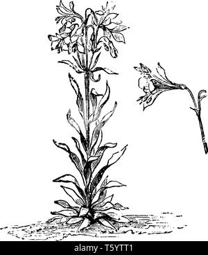 Une photo montre l'Alstromeria Versicolor Plante. Fleur est de couleur jaune, blanche striée de stripe, marques et disposés en groupes de trois à quatre sur la tige Illustration de Vecteur
