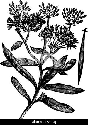 Une photo montre l'Asclépiade tubéreuse. elle aussi connu sous le nom de l'Asclepias tuberosa. Il appartient à la famille Asclepiadaceae Asclépiade,. Une fleur lumineuse orange a-co Illustration de Vecteur