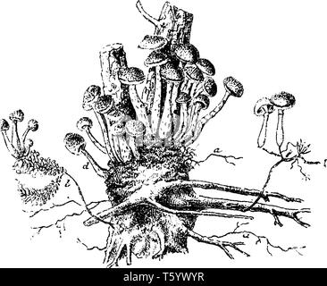 C'est arbre de pin. Et les racines de champignons de cette plante sont de plus en plus par le groupe dans l'arbre, vintage dessin ou gravure illustration. Illustration de Vecteur