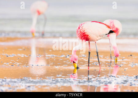 Les flamands des Andes (Phoenicoparrus andinus) Banque D'Images