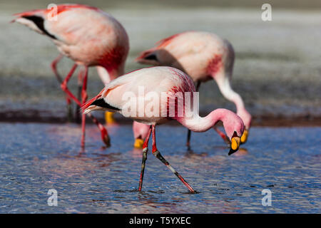 Les flamands des Andes (Phoenicoparrus andinus) Banque D'Images