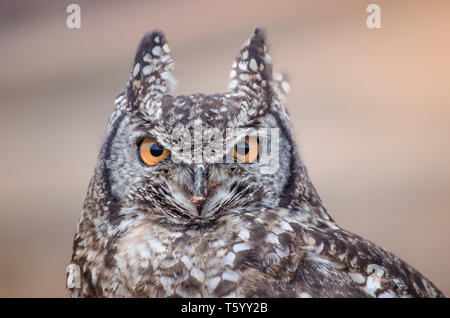 Un gros plan d'un Africain chouette (Bubo Africanus) fixant intensément à l'appareil photo Banque D'Images