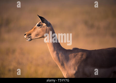 Une seule femme Impala (Aepyceros melampus) en regardant dans la distance à l'heure d'or, Afrique du Sud Banque D'Images