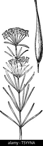 Une photo montre l'Asclépiade tubéreuse. elle aussi connu sous le nom de l'Asclepias tuberosa. Il appartient à la famille Asclepiadaceae Asclépiade,. Les fleurs sont orange vif des co Illustration de Vecteur