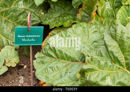 Feuilles de rhubarbe verte avec panneau à Villandry cuisine jardin. La rhubarbe dans le jardin du château de Villandry, Loire, France. Banque D'Images