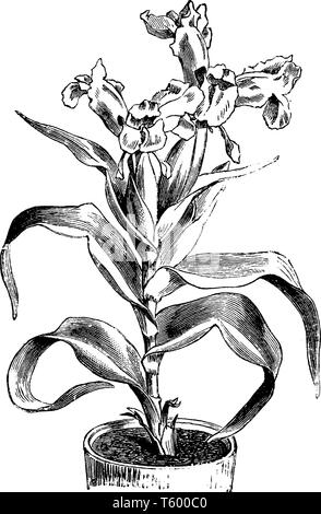 Une photo montrant l'usine Iris plantés dans un pot, vintage dessin ou gravure illustration. Illustration de Vecteur