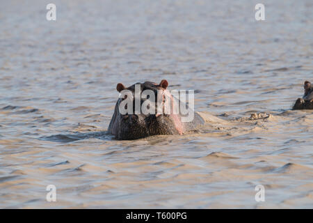 Hippo dans l'eau, lac Masek, Tanzanie Banque D'Images