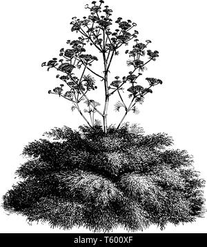 Une photo est montrant la Ferula communis, communément connu sous le nom de fenouil géant. Il appartient à la famille des Apiaceae carotte. C'est une grande plante herbacée éternelle. Illustration de Vecteur