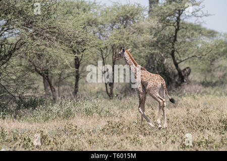 La marche, le veau girafe Tanzanie Banque D'Images