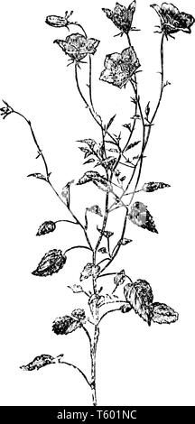 Il s'agit d'une tige fleurie de Campanula Carpathica. Sa longue tige porte des fleurs en forme de cloche bleu vintage, dessin ou gravure illustration. Illustration de Vecteur