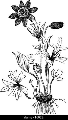 Une photo montre une plante d'Anemone hortensis qui est également connu comme l'anémone jardin à larges feuilles. Les fleurs de l'Anemone hortensis sont principalement rouge, Illustration de Vecteur