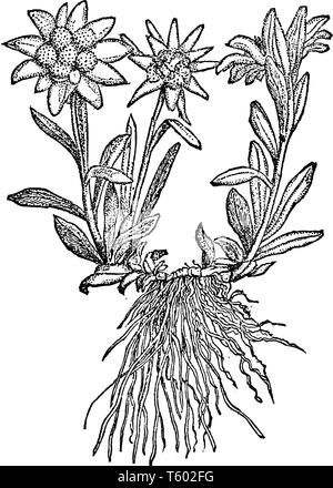 Une photo montre des edelweiss, également connu sous le nom de Leontopodium alpinum. C'est une fleur de montagne, appartenant à la famille des astéracées ou tournesol fam Illustration de Vecteur