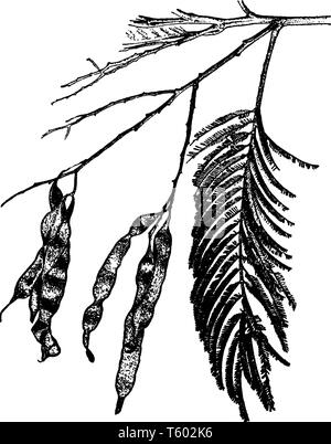 Une branche d'un arbre d'Acacia d'argent. Les feuilles de cet arbre sont vert clair et se développer dans les 15 à 20 paires sur les branches, vintage ou dessin de ligne Illustration de Vecteur