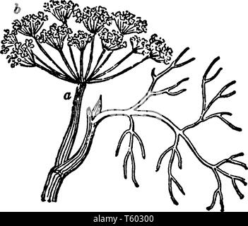 Une photo, c'est montrer de l'aneth. Il est largement cultivé en Eurasie. Ses feuilles et ses graines sont utilisées comme épices pour assaisonner les aliments, boissons ou dessin de ligne Illustration de Vecteur
