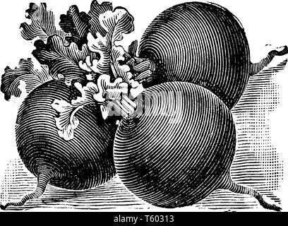 Globe écarlate les radis sont des légumes de saison fraîche. C'est une variété de radis, vintage dessin ou gravure illustration. Illustration de Vecteur