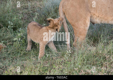 Lion cub de mordre la queue de Maman, Tanzanie Banque D'Images